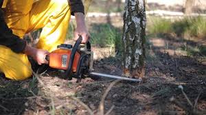 Best Tree Mulching  in Vandenberg Village, CA