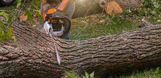 Best Tree Health Inspection  in Vandenberg Village, CA