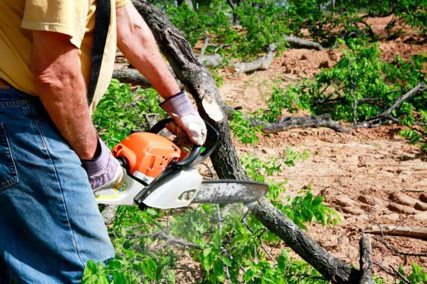 Best Weed Control  in Vandenberg Village, CA